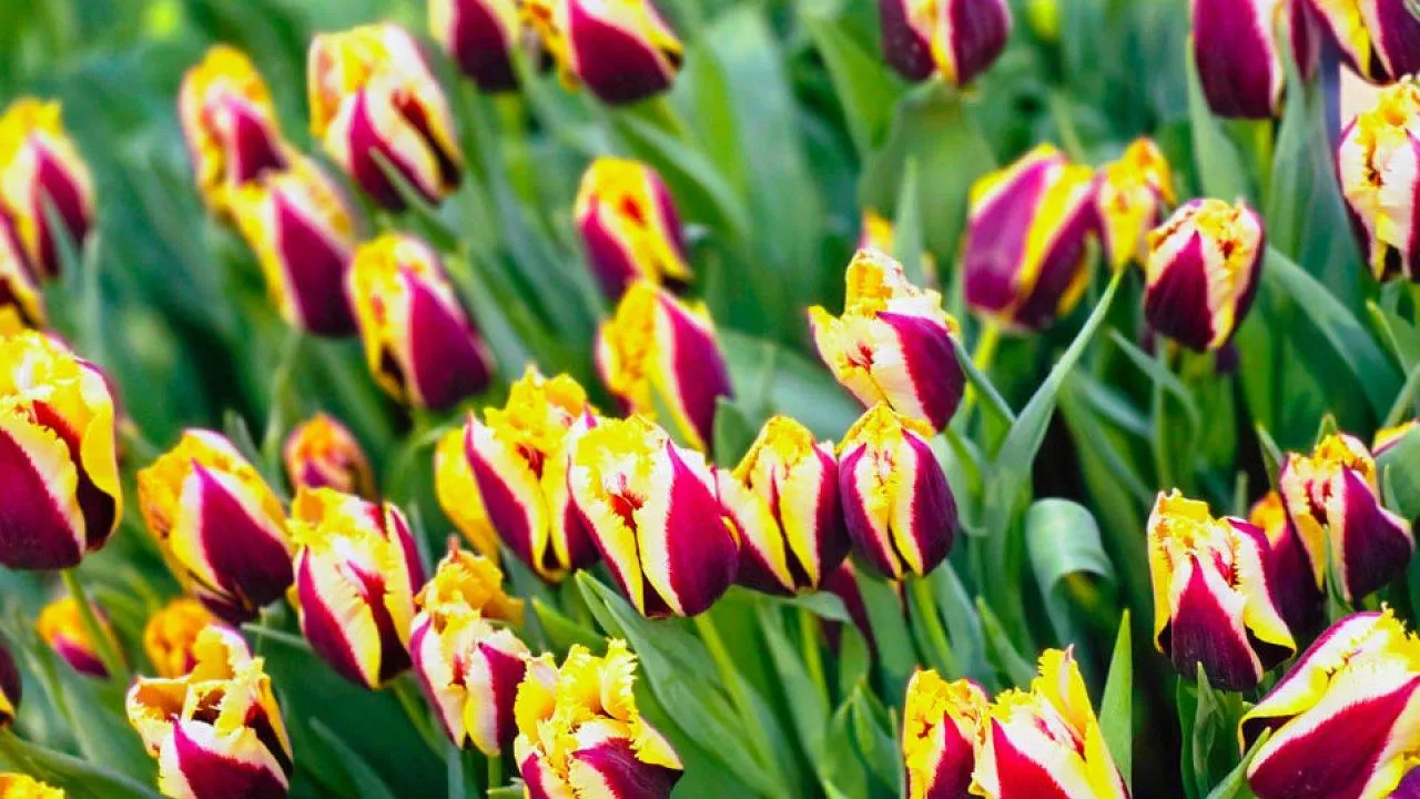 Какие сорта тюльпанов лучше подходят для клумб и бордюров?