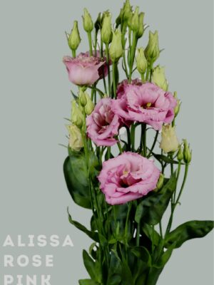 Alissa Rose Pink