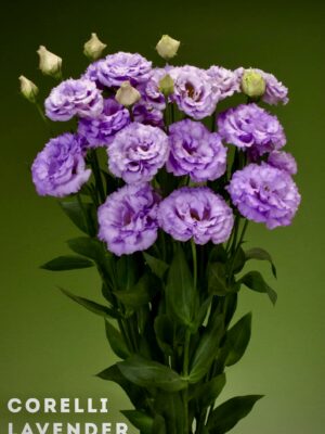 Corelli Lavender